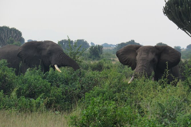 Three days escape to Queen Elizabeth National park - Reaching Queen Elizabeth National Park for the dawn drive