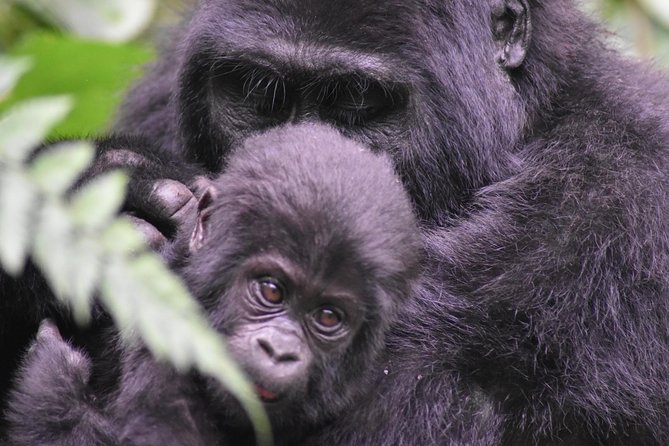 Three Days Gorilla Safaris In Uganda - Key Points About This Uganda Gorilla Safari