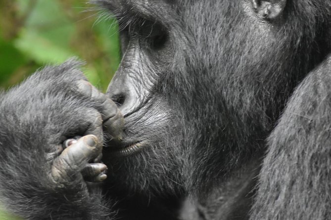 Three Days Gorilla Safaris In Uganda - Why Three Days Is the Minimum Sensible Plan