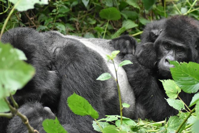 Three Days Gorilla Safaris In Uganda - What the $1,794.88 Price Represents