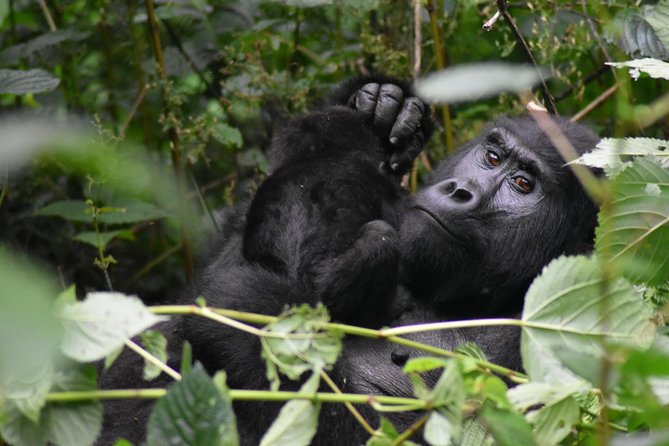 Three Days Gorilla Safaris In Uganda - Physical Demands and What to Pack
