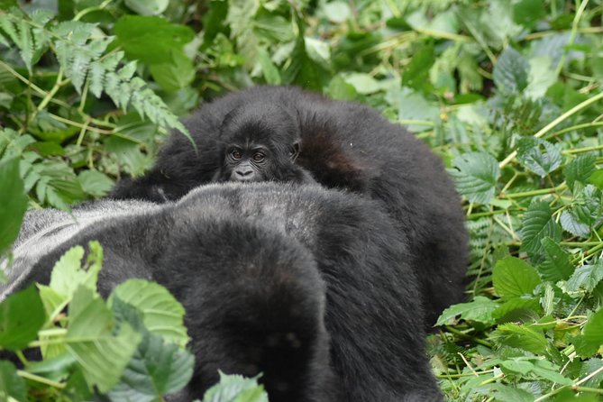 Three Days Gorilla Safaris In Uganda - Who Should Book This Trip?