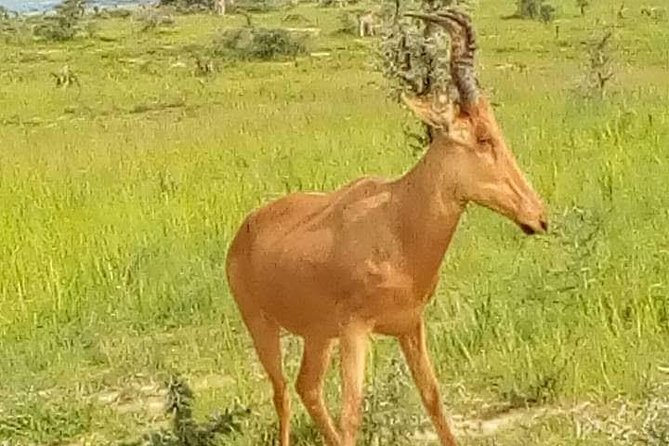 Three Days Murchison Falls National Park Tour in Uganda - The guide and service experience
