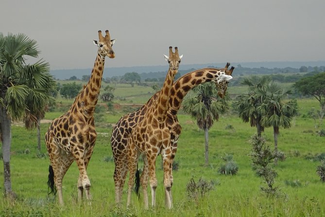 Three Days Murchison Falls National Park Tour in Uganda - What the $950.88 price really covers