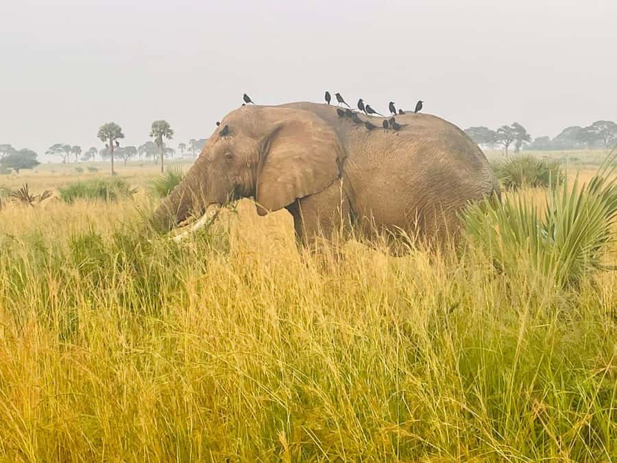 Uganda: 1-Day Murchison Falls Park Safari with Boat cruise - Key points to know before booking