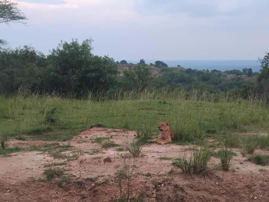 Uganda: 1-Day Murchison Falls Park Safari with Boat cruise - Three hours among Murchison Falls wildlife