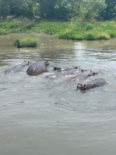 Uganda: 1-Day Murchison Falls Park Safari with Boat cruise
