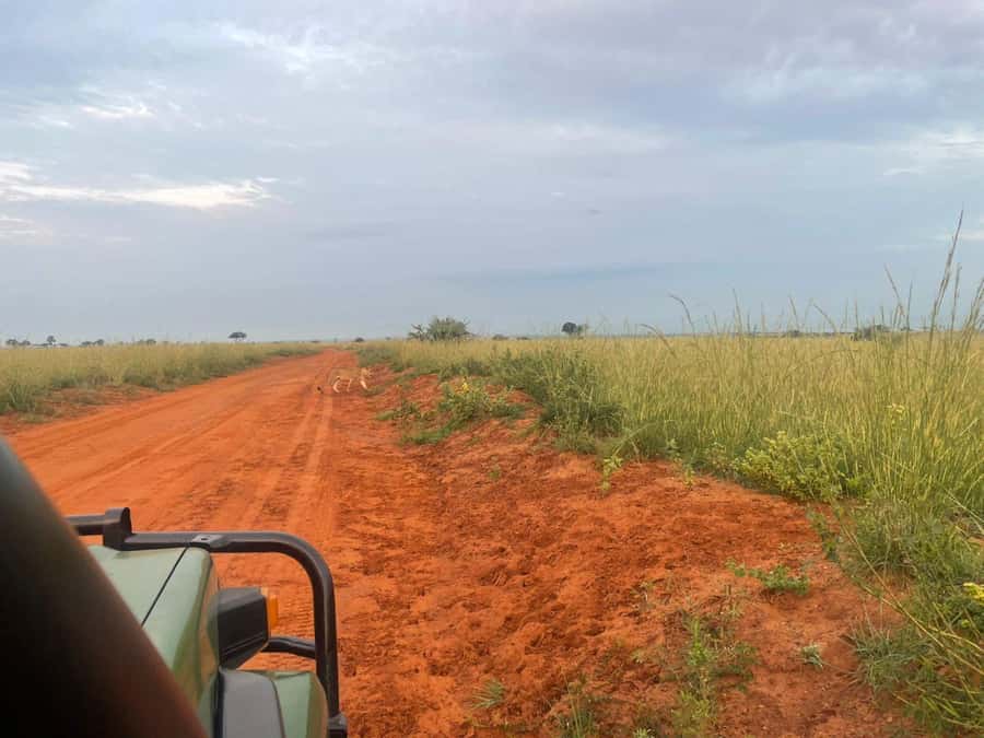 Uganda: 1-Day Murchison Falls Park Safari with Boat cruise - Should you book this Murchison Falls safari?
