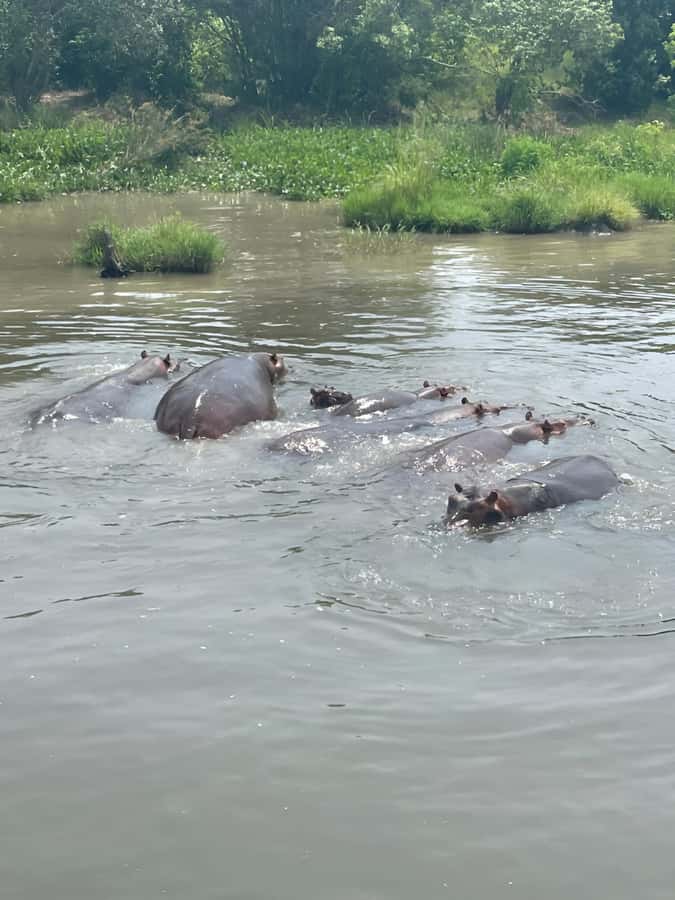 Uganda: 1-Day Murchison Falls Park Safari with Boat cruise - The early start sets the tone