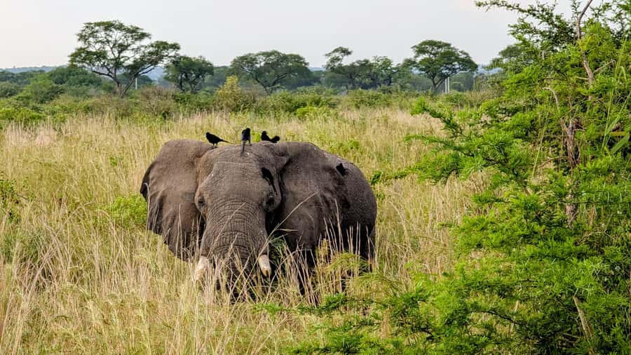 Uganda: 2-Day Murchison Falls Park Safari with Boat cruise - Why Murchison Falls works in only two days