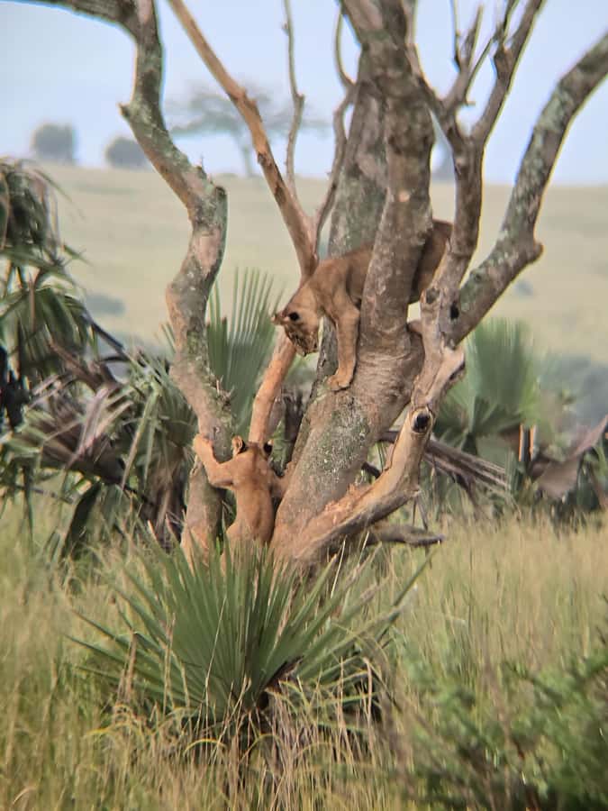Uganda: 2-Day Murchison Falls Park Safari with Boat cruise - The Nile boat cruise on the first afternoon
