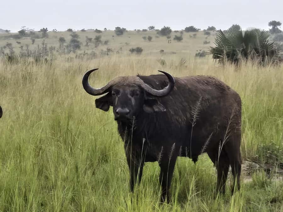 Uganda: 2-Day Murchison Falls Park Safari with Boat cruise - The 6:00 AM game drive