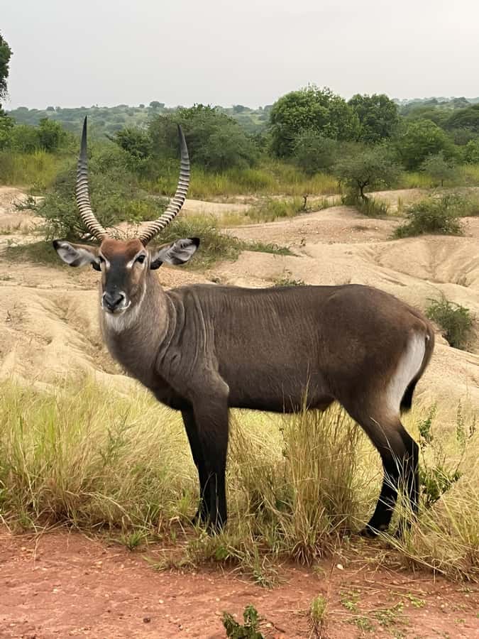 Uganda: 2-Day Murchison Falls Park Safari with Boat cruise - Seeing Murchison Falls from the top