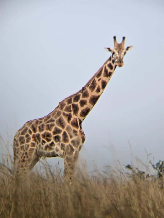Uganda: 2-Day Murchison Falls Park Safari with Boat cruise - Who will get the most from this trip