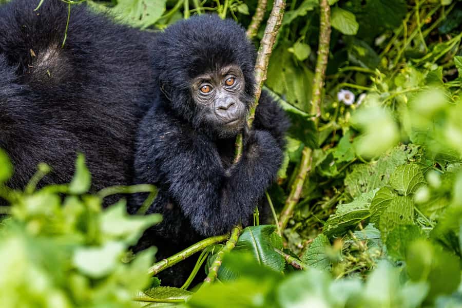 Uganda: 3-Day Gorilla Experience from Entebbe - Key points at a glance