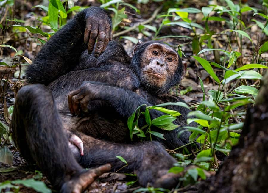 Uganda: 3-Day Gorilla Experience from Entebbe - From Entebbe to Bwindi by road