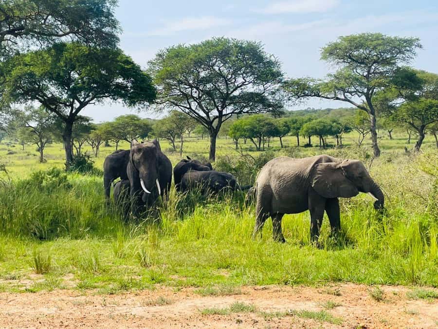 Uganda: 4-Day Murchison Falls National Park Safari - What the $1,185 price really covers