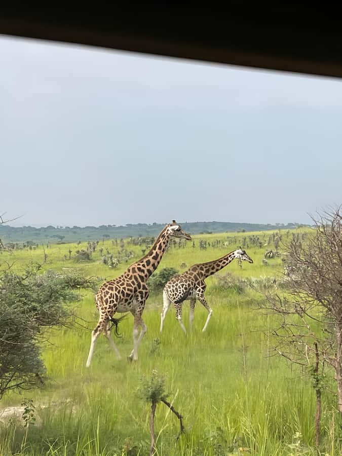 Uganda: 4-Day Murchison Falls National Park Safari - Day 3: Chimpanzees in Budongo Forest