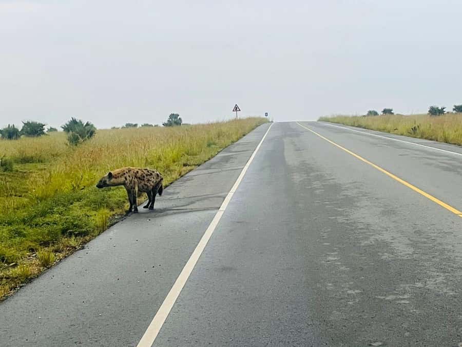 Uganda: 4-Day Murchison Falls National Park Safari - The animals and birds you might see