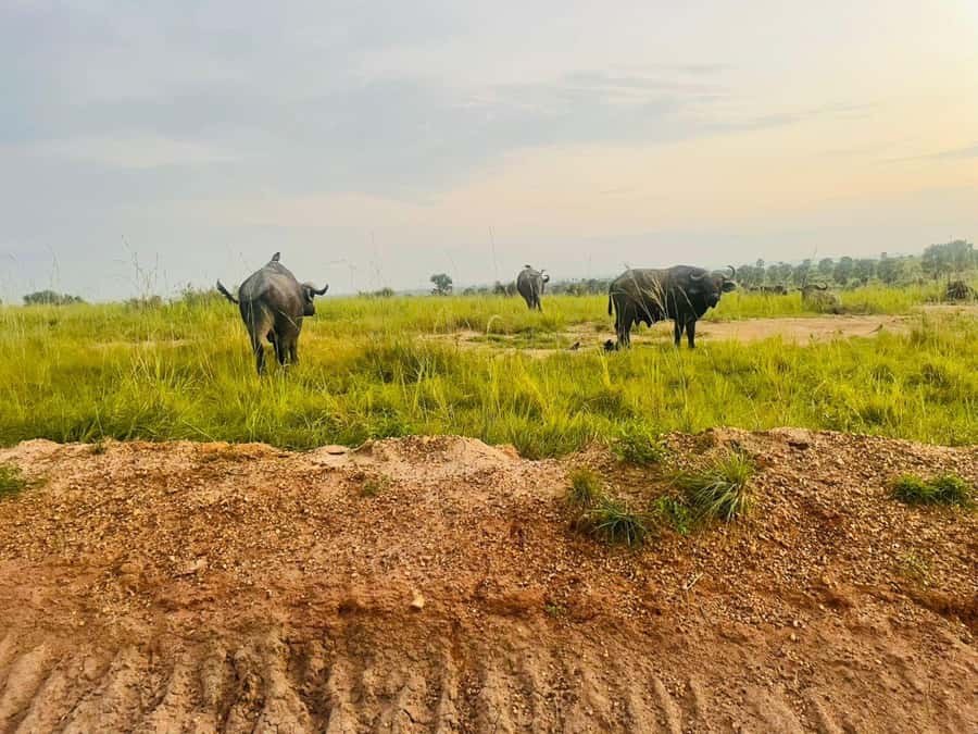 Uganda: 4-Day Murchison Falls National Park Safari - Comfort, pace, and practical limits