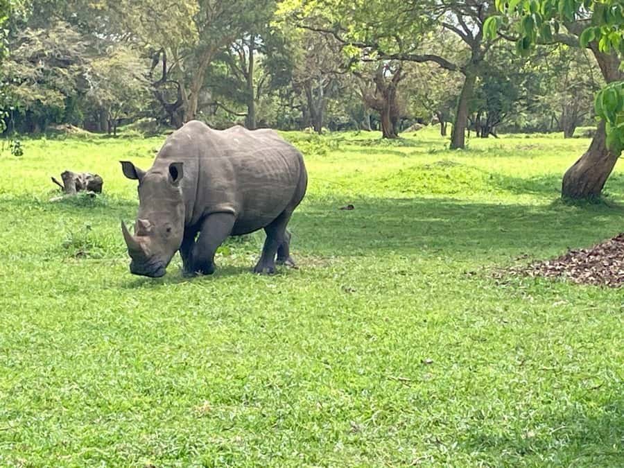 Uganda: 4-Day Murchison Falls National Park Safari - Day 1: Ziwa rhinos before Murchison Falls