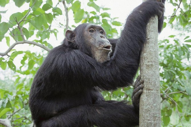Uganda 4 days Gorilla Trekking - Starting at 6:00 am in Kampala