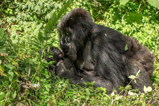 Uganda 4 days Gorilla Trekking - Why the four-person limit matters