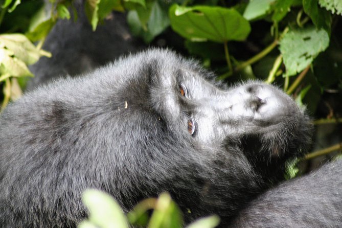 Uganda Wildlife Holiday - 8 Days - Game drives and hippos in Queen Elizabeth National Park