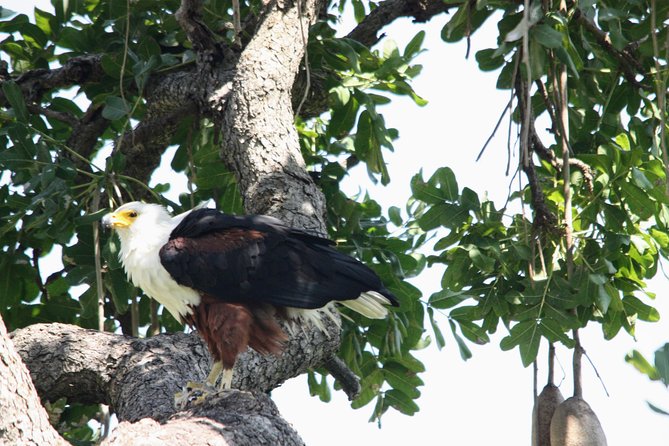 Uganda Wildlife Holiday - 8 Days - Through the Kigezi Highlands to Bwindi