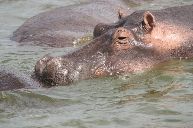 Uganda Wildlife Holiday - 8 Days - Meeting mountain gorillas in Bwindi