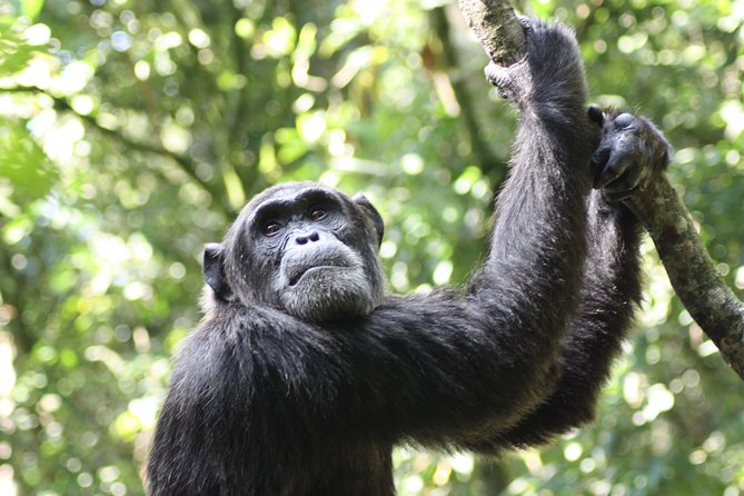 Uganda Wildlife Holiday - 8 Days - The long return to Kampala and the equator stop