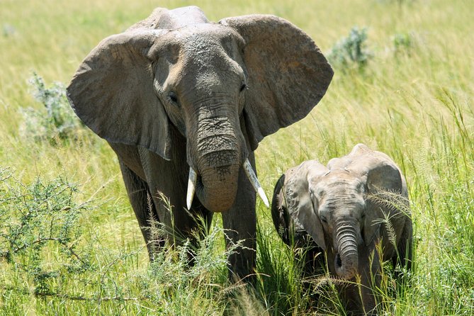 Uganda Wildlife Holiday - 8 Days - Chimpanzees and 12 other primates in Kibale