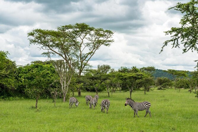 Ultimate Uganda Luxury Safari - 14 Days - Five details that shape this Uganda safari