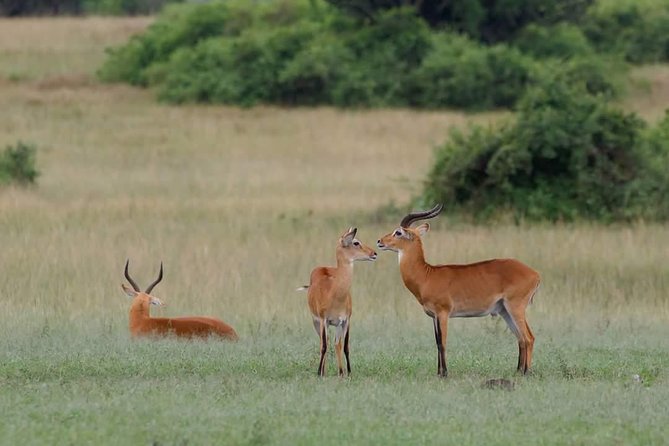 Ultimate Uganda Luxury Safari - 14 Days - Arrival in Entebbe and the first long road north