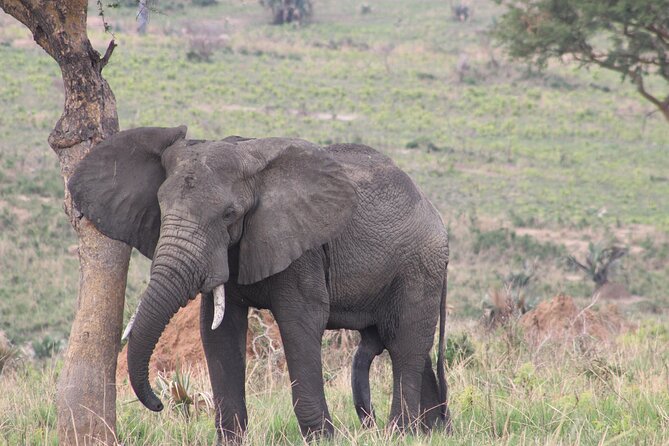 Ultimate Uganda Luxury Safari - 14 Days - Bwindi’s gorilla trek is the central event