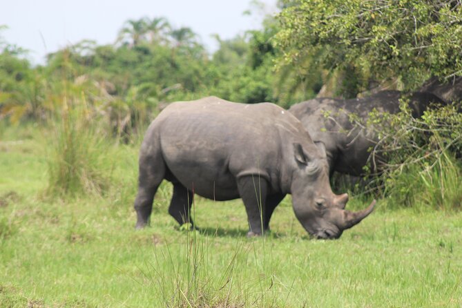 Unforgettable 3 days Murchison falls. - Driving comfort and guide quality