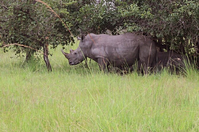 Unforgettable 3 days Murchison falls. - Day two: an early game drive in Uganda’s largest park