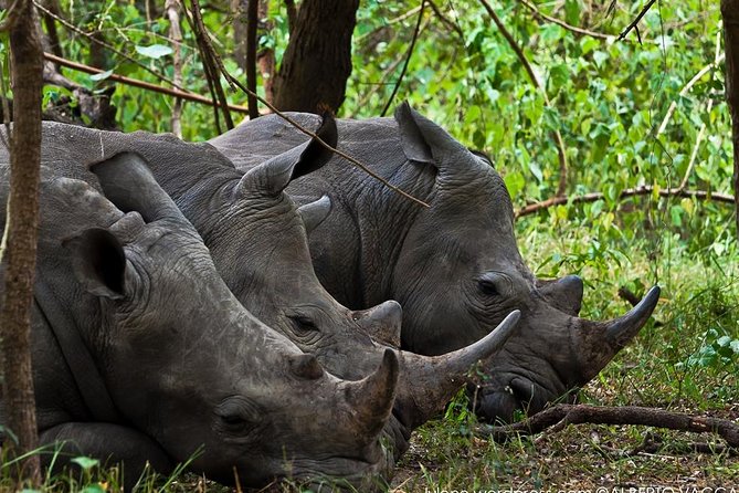 Zziwa Rhino Sanctuary Walking Safari - Arriving at Ziwa Rhino and Wildlife Ranch