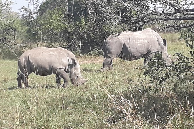 Zziwa Rhino Sanctuary Walking Safari - What the rhino encounter may be like