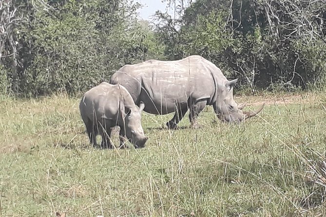 Zziwa Rhino Sanctuary Walking Safari - Lunch and what the $400 price covers