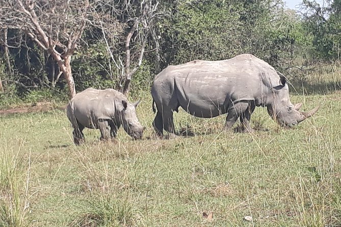 Zziwa Rhino Sanctuary Walking Safari - Fitness, comfort, and the shape of the day