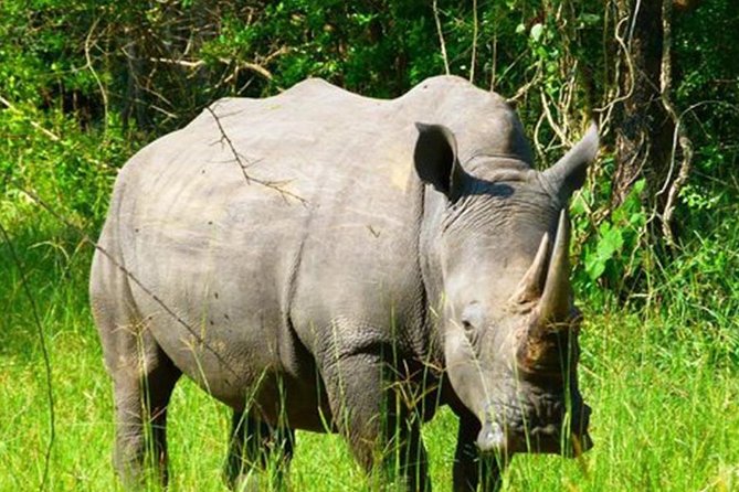 Zziwa Rhino Sanctuary Walking Safari - Practical questions to settle before you go